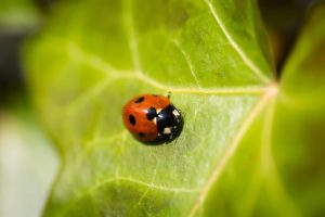 Writing plain English with Gina Frampton